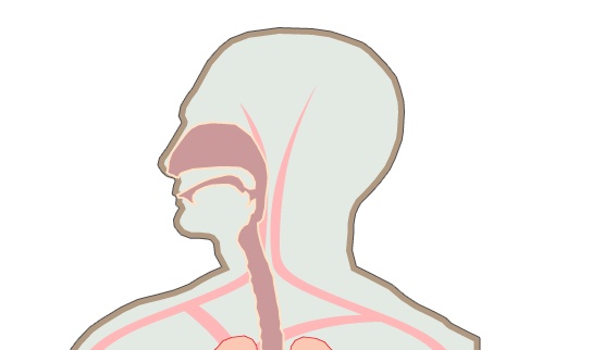 Diagram of the airway and lungs.